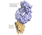 Study shows how antibodies fight Zika virus