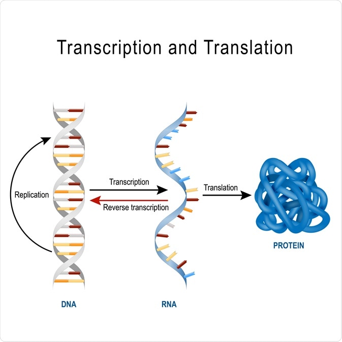Protein Translation Protein Translation