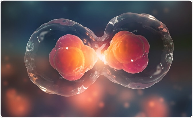 Cell Division Cell Division