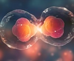 The Cell Cycle