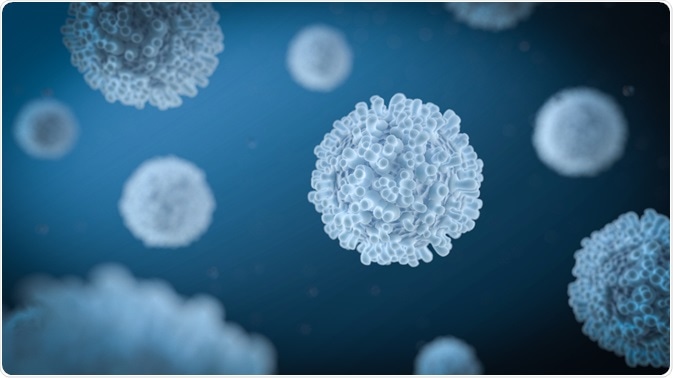 Leukocyte Leukocyte
