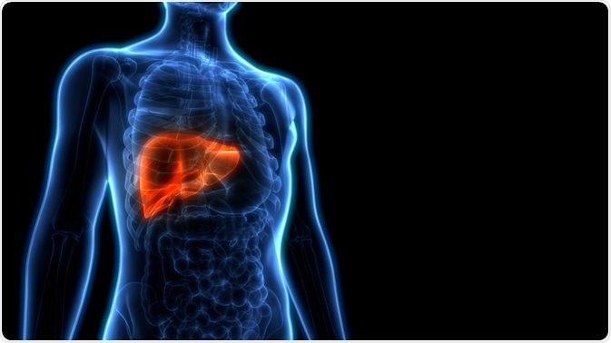 Liver