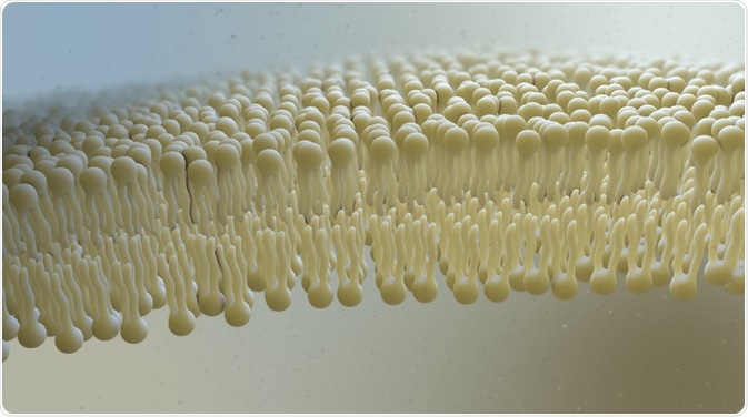 Lipid Bilayer Lipid Bilayer