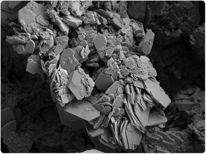 Electron Microscopy Image Electron Microscopy Image