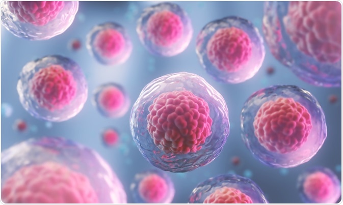 Human Stem Cells Human Stem Cells