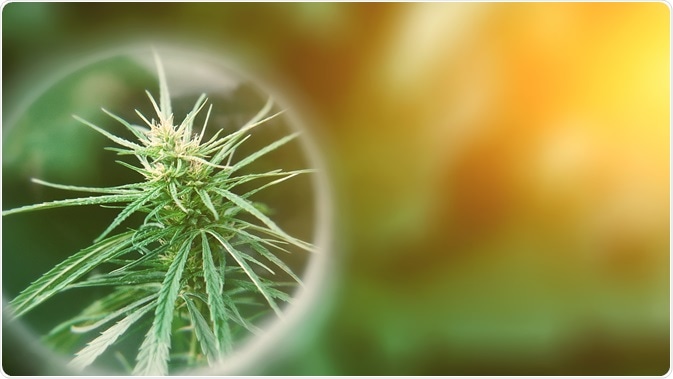 Cannabinoid