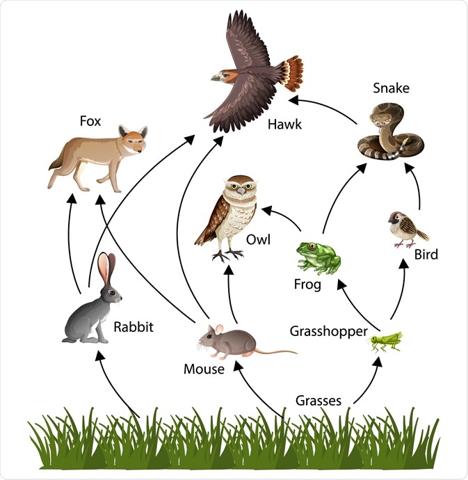 Food Chain Food Chain
