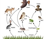 Threats in the Food Chain