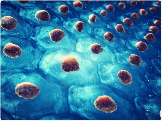 Cell Colony Cell Colony