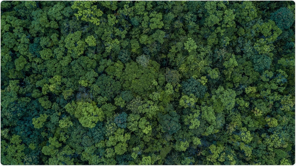 Forest Forest