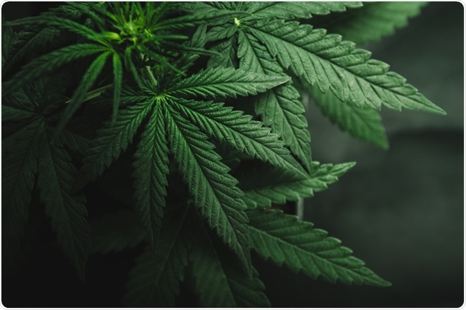Cannabis Cannabis