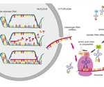 The Steps of Protein Synthesis