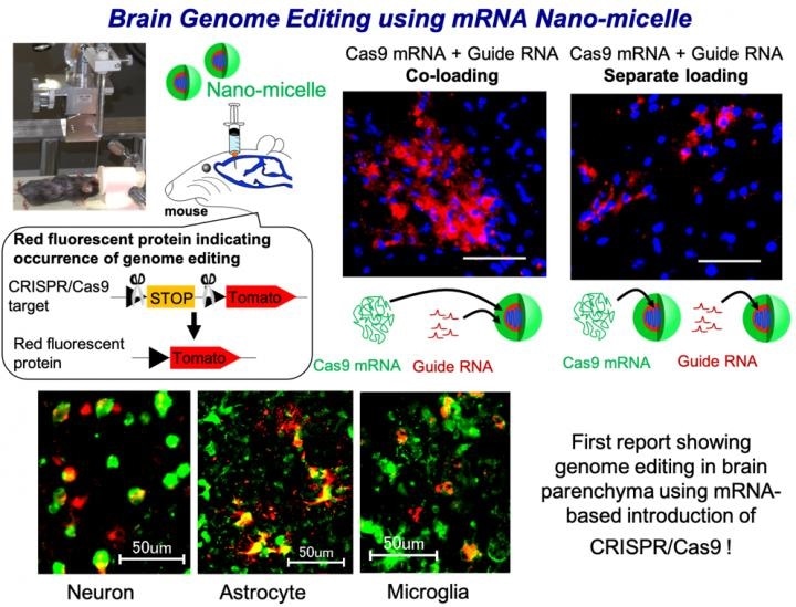 Optimized nano-micelles can induce efficient genome editing in mouse brain