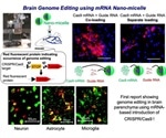 Optimized nano-micelles can induce efficient genome editing in mouse brain