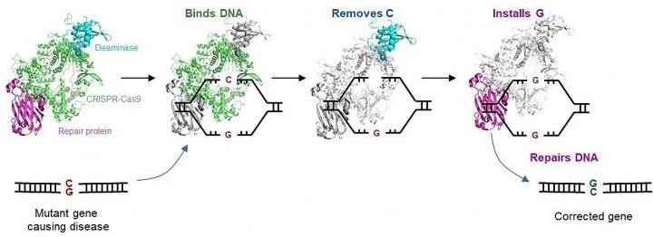 New gene editor could help treat genetic disorders caused by single-nucleotide mutations