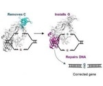 New gene editor could help treat genetic disorders caused by single-nucleotide mutations