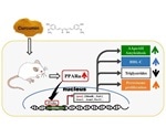 Novel agonistic effect of polyphenol compound could treat amyloidosis, other metabolic disorders