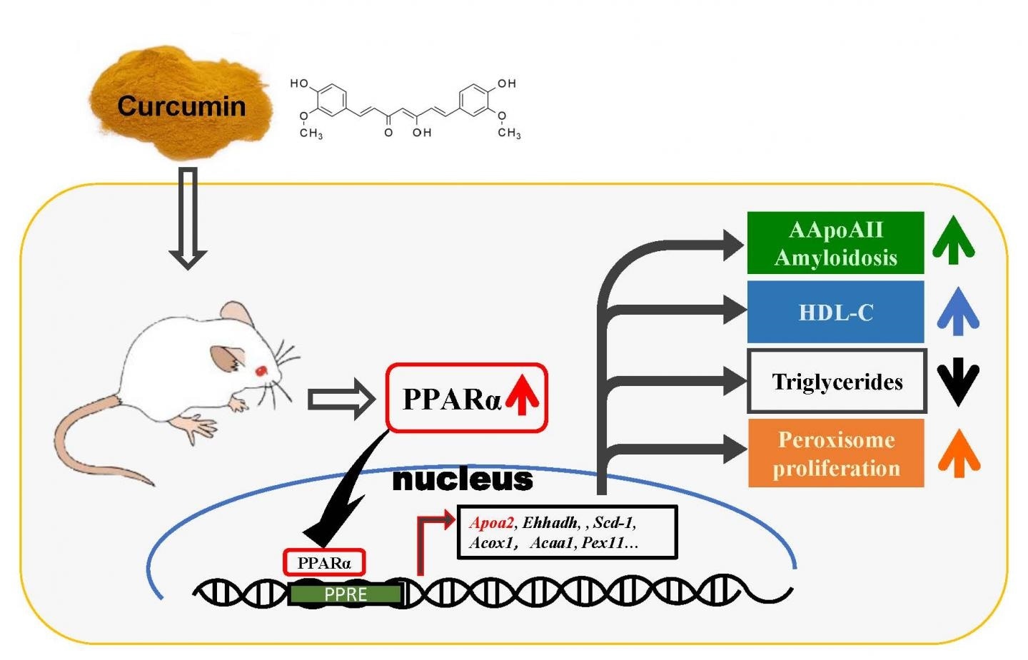 Novel agonistic effect of polyphenol compound could treat amyloidosis, other metabolic disorders