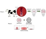 New study could help develop cultured meat using decellularized spinach leaves