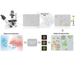 New machine learning method detects the pH of a cell to identify whether it is cancerous