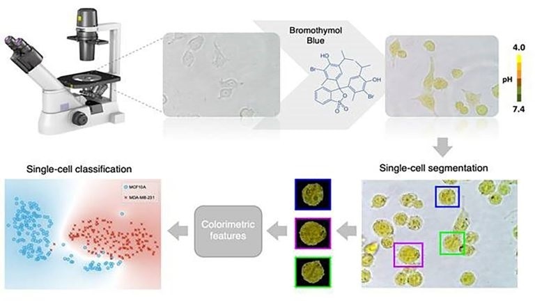New machine learning method detects the pH of a cell to identify whether it is cancerous