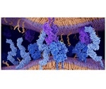 Study sheds light on how T cells specialize to combat pathogens