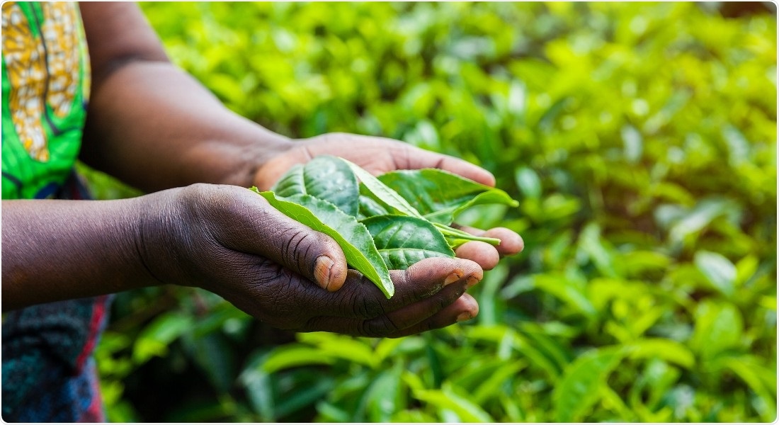 Specific proteins in plants can prevent zinc deficiency in humans