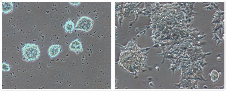 Study reveals molecular mechanisms involved in the maintenance of naïve embryonic stem cells
