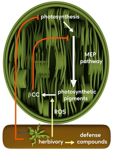 Volatile signal in plants activates defense, inhibits growth processes