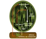 Volatile signal in plants activates defense and inhibits growth processes