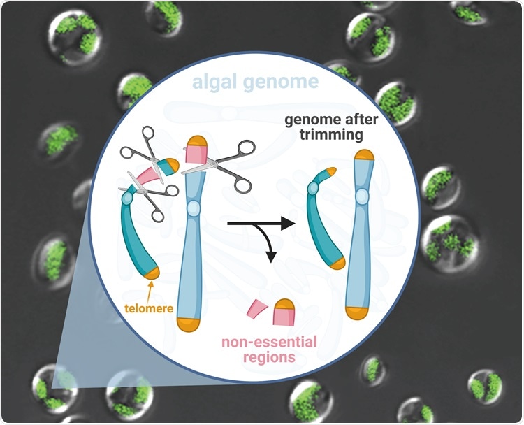 New “genome scalpel” can rapidly trim microalgal genomes