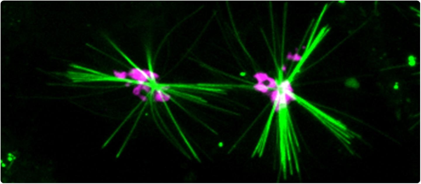 Fluorescent chemical dye helps track specific motor protein within cells