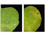 Spraying leaves with vitamin C can dramatically increase protein production