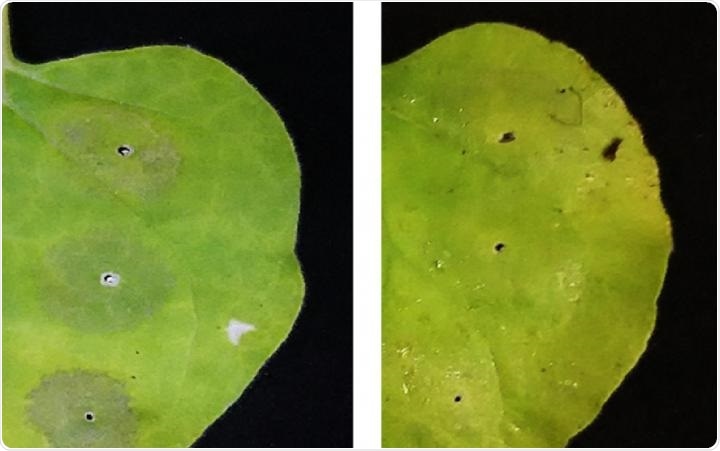 Spraying leaves with vitamin C can dramatically increase protein production