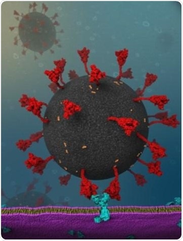 Virus-cell interaction may explain the high infection rate of COVID-19 virus