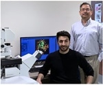 Key protein regulates cells’ innate defense mechanisms