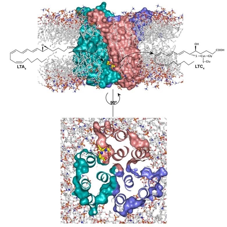 Study maps structure, mechanism of membrane enzyme that has a role in chronic inflammation, cancer
