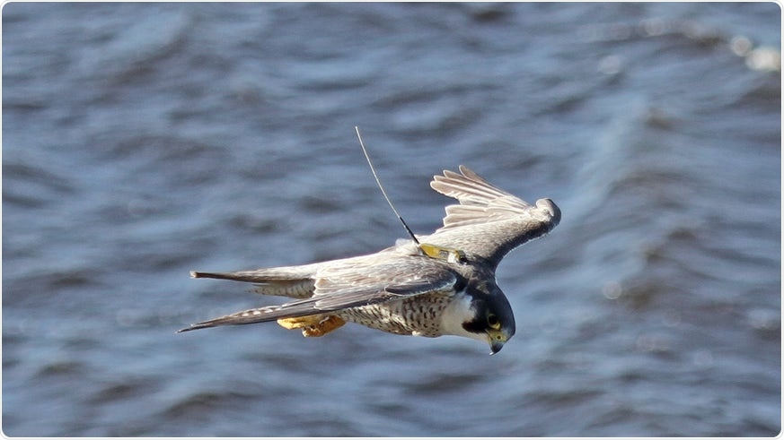 Researchers identify “migration gene” in birds