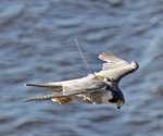 Researchers identify “migration gene” in birds