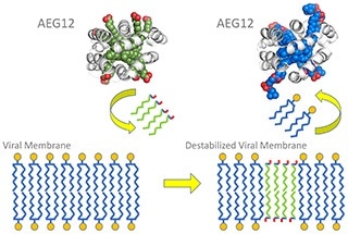 Study on AEG12 mosquito protein could lead to therapeutics against deadly viruses