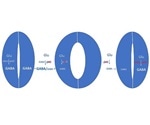 Plants use signaling molecule to regulate their water balance