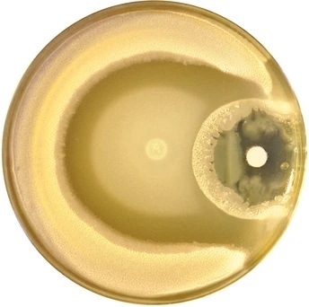 Collective behavior of bacterial swarms may lead to the emergence of antibiotic resistance