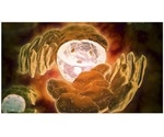 Key molecule determines the pathogenesis of lupus