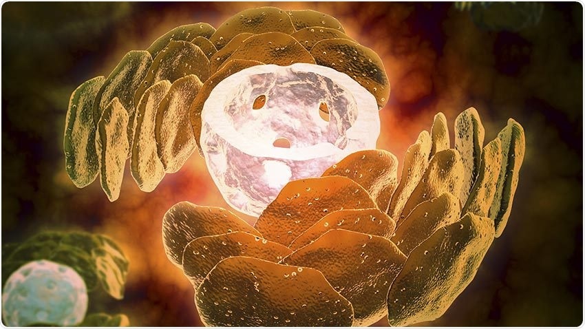 Key molecule determines the pathogenesis of lupus