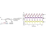New atomic force microscopy enables faster, less-invasive imaging of biological samples