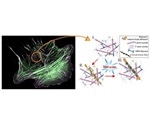 Study reveals new mechanism through which cells build “mini-muscles”