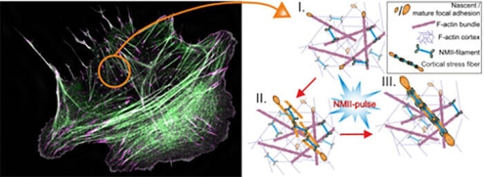 Study reveals new mechanism through which cells build “mini-muscles”