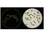 Improved version of CRISPR/Cas9 tool helps study the interaction of various genes