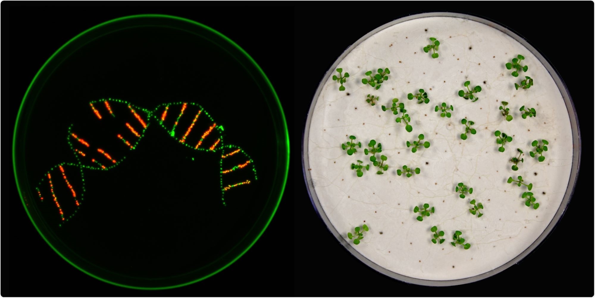 Improved version of CRISPR/Cas9 tool helps study the interaction of various genes