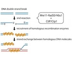 Study reveals mechanisms behind the activation of MRN complex